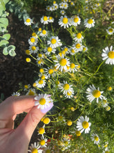 Load image into Gallery viewer, Dried Chamomile