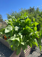 Load image into Gallery viewer, Dried Basil